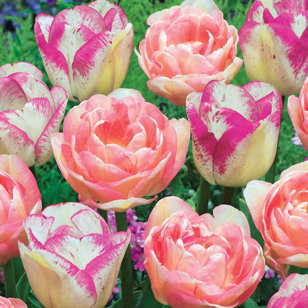 Tulpen romantiek gemengd: 'Angelique' + 'Shirley' (x20) - Tulipa angélique , double shirley - Bakker