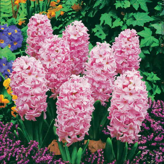 Roze Hyacinthen (x3) - Bakker