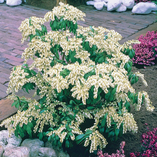 Rotsheide - Pieris japonica white cascade - Terras- en balkonplanten