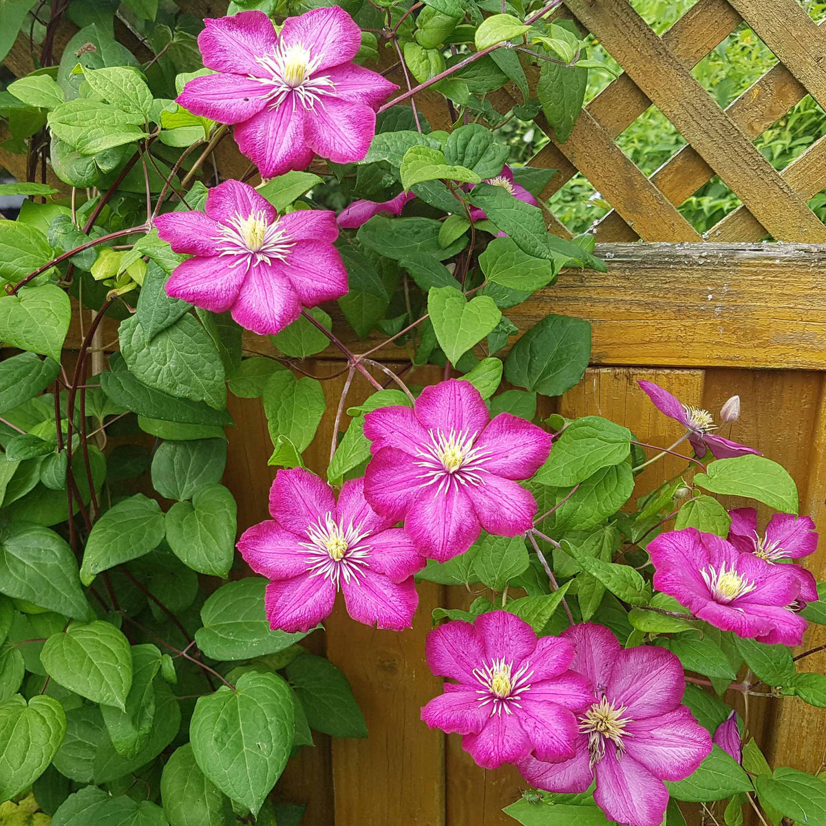 Bosrank 'Ville de Lyon' - Clematis x viticella Ville de Lyon - Bakker
