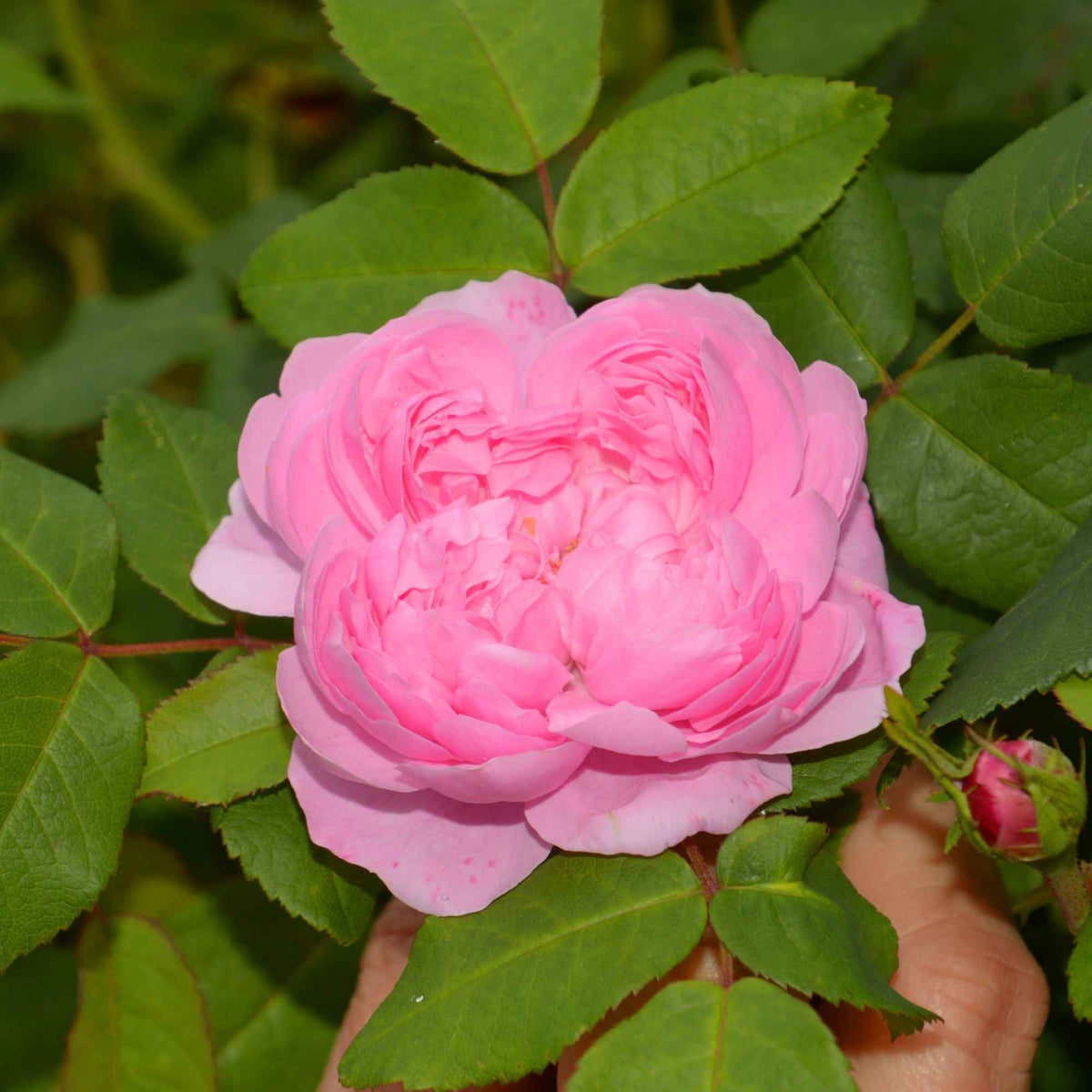 Rosa Comte de Chambord - Historische roos 'Comte de Chambord' - Rozen