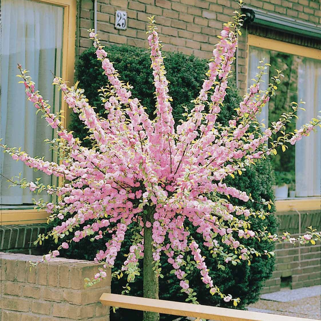 Amandelboompje - Prunus triloba - Bakker