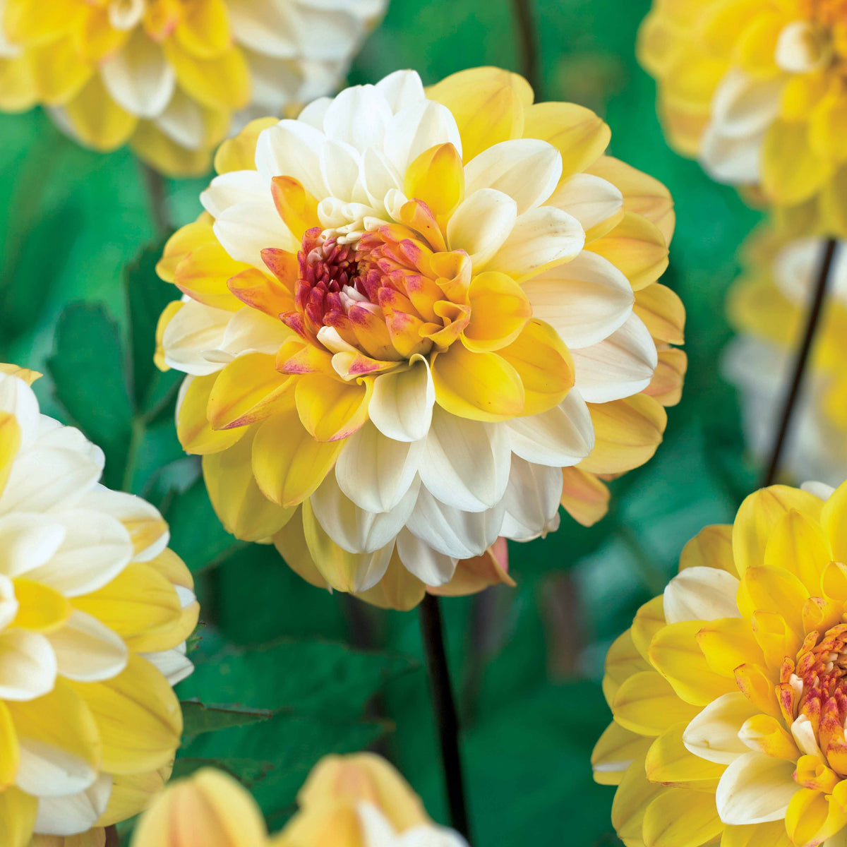 Dahlia double jill - Dahlia 'Double Jill' (x3) - Dahlia