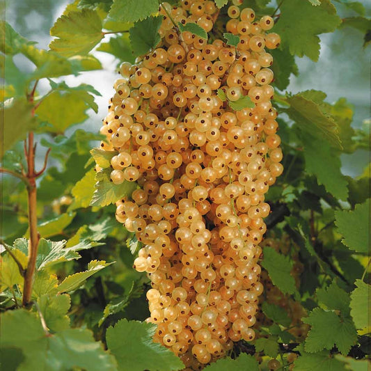 Witte aalbes 'Blanka' (x2) - Bakker