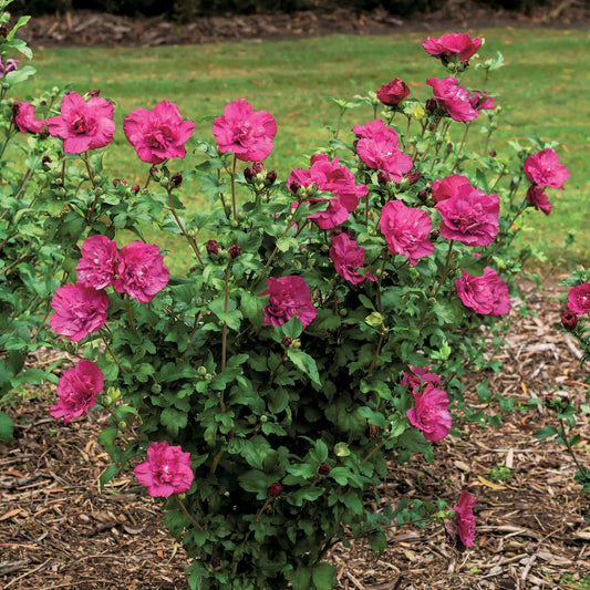 Altheastruik 'Magenta Chiffon' - Hibiscus syriacus magenta chiffon - Heesters en vaste planten