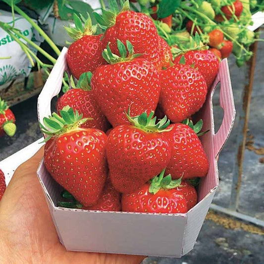 Aardbei 'Magnum' - Fragaria x ananassa magnum cov marionnet 97 - Kleine fruitbomen