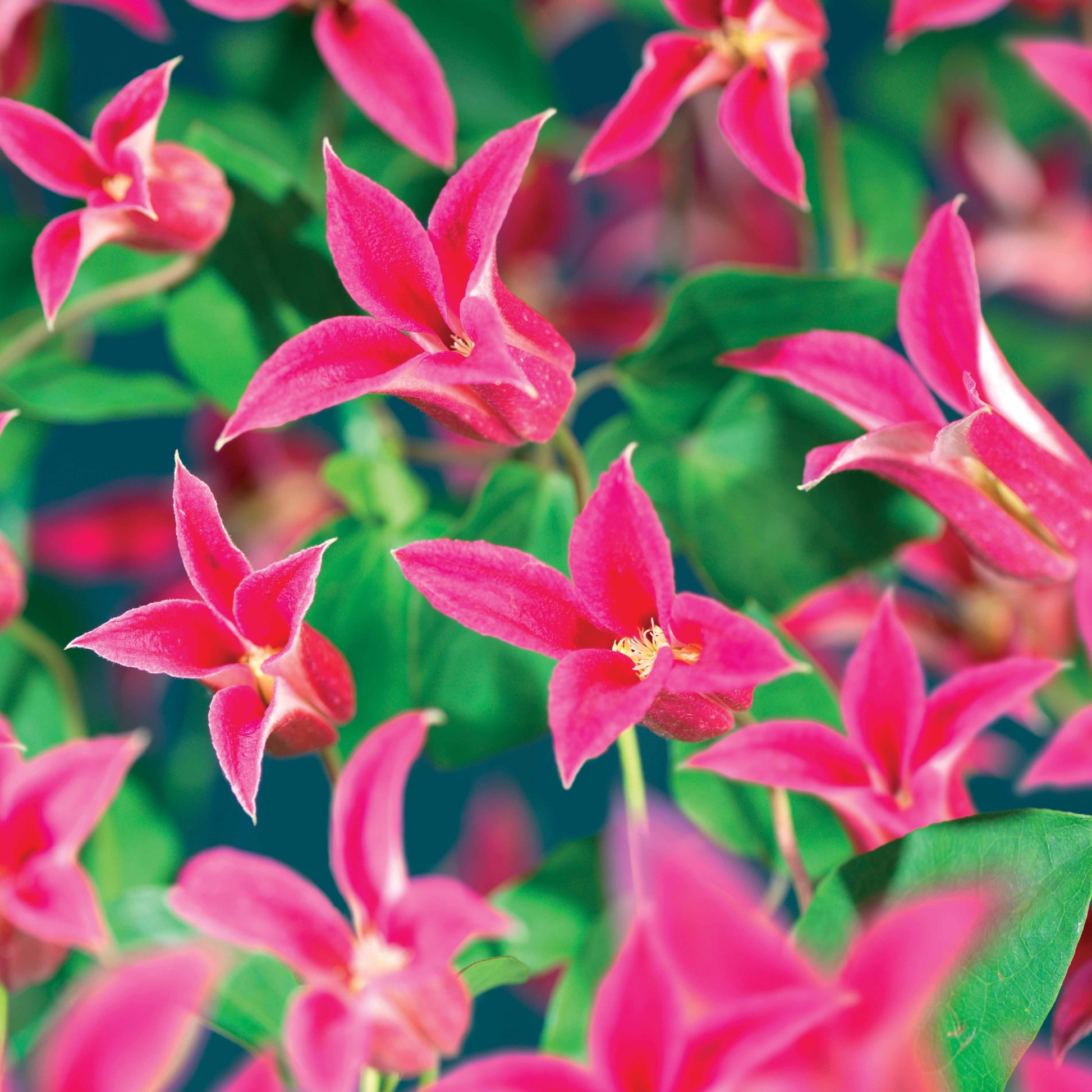Bosrank 'Lady Diana'® - Bakker