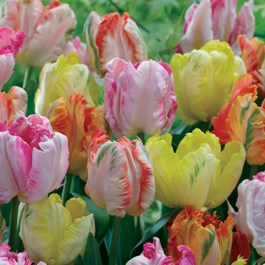 Parkiet Tulpen pastel gemengd (x18) - Tulipa 'texas gold','apricot parrot''webers parrot - Bloembollen
