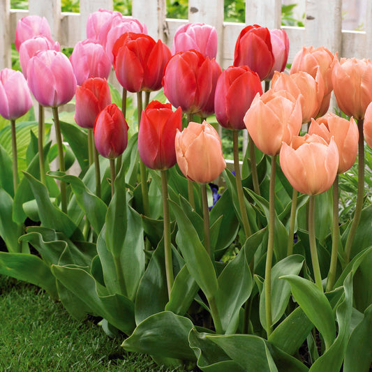 Tulpen 'Van Eijk' soorten gemengd (x25) - Bakker
