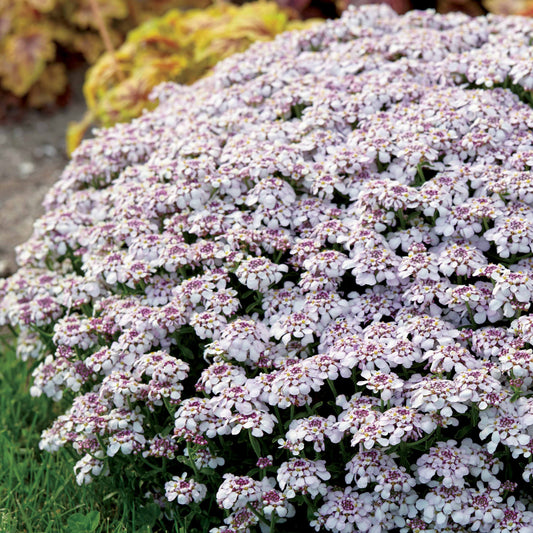 Scheefbloem 'Pink Ice' - Bakker