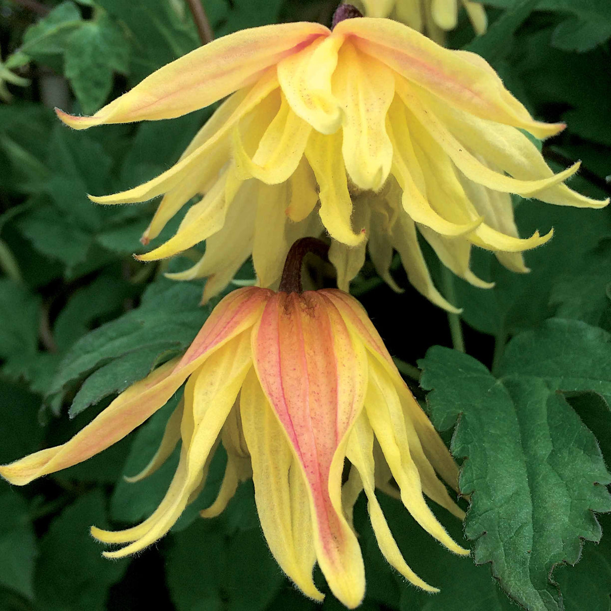 Bosrank 'Amber' - Clematis chiisanensis Amber - Bakker