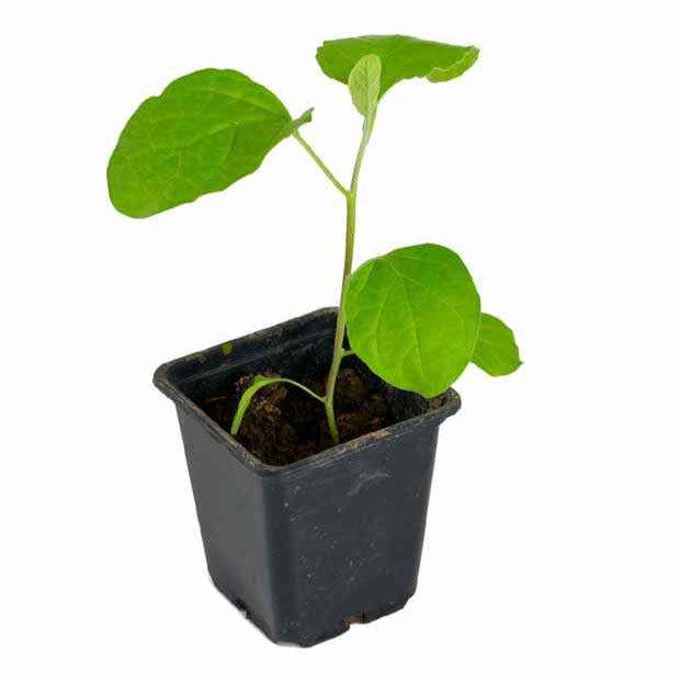 Solanum melongena Baluroi F1 - Aubergine 'Baluroi F1' - Moestuinplanten