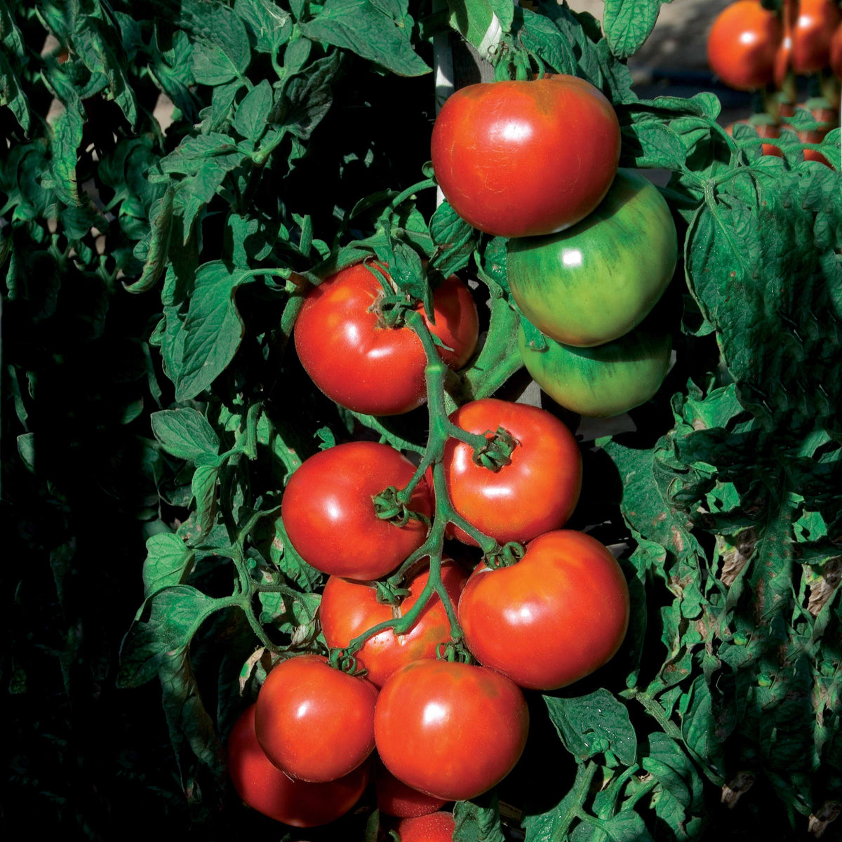 Tomatenzaden - Tomaat 'Pyros F1' - Solanum lycopersicum pyros hf1 (obtention clause)
