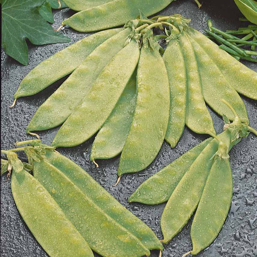 Erwt 'Oregon Giant' - Pisum sativum oregon giant - Bakker