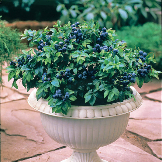 Blauwe bes 'Top Hat' - Bakker