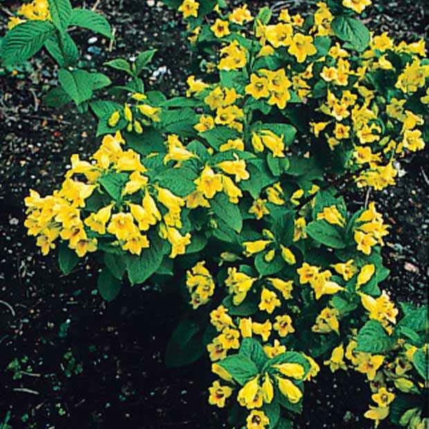 Bloeiende heesters - Weigelia - geel - Weigela middendorffiana