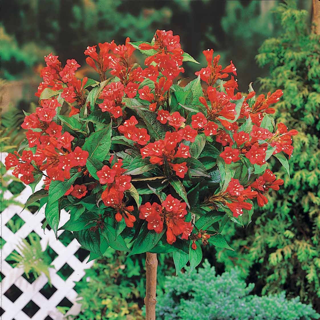 Weigelia 'Bristol Ruby' op stam - Bakker