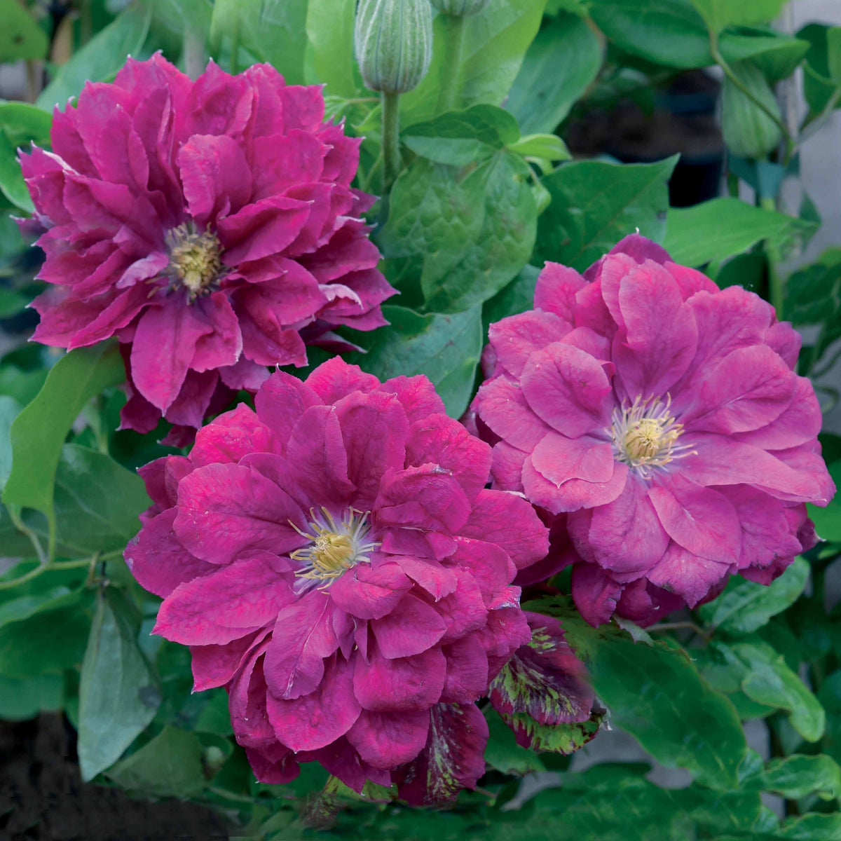 Bosrank Red star - Clematis red star - Bakker