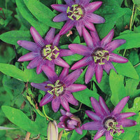 Passiebloem 'Lavender Lady' - Passiflora x lavender lady - Heesters en vaste planten