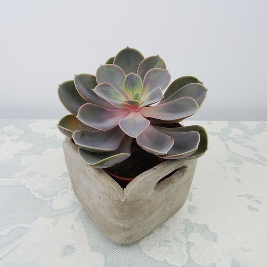 Echeveria Pearl van Neurenberg - Bakker