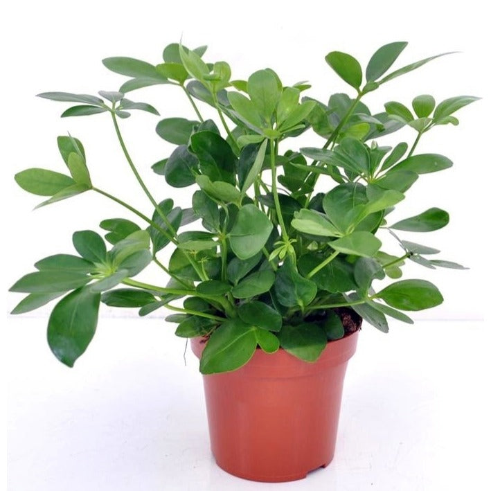 Groene kamerplanten voor interieur - Vingerplant - Schefflera arboricola