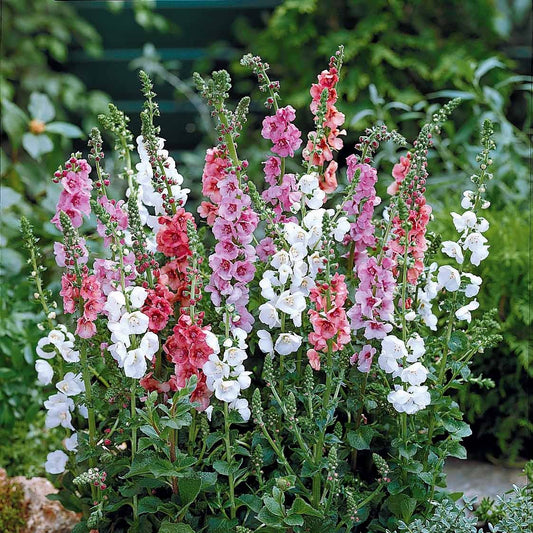 Paarse toorts (x2) - Verbascum phoeniceum - Heesters en vaste planten