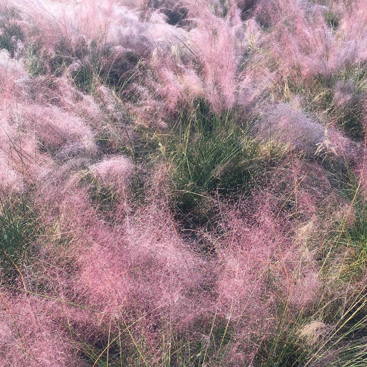 Muhlenbergia capillaris - Muhlenbergia - roze (x2) - Vaste planten