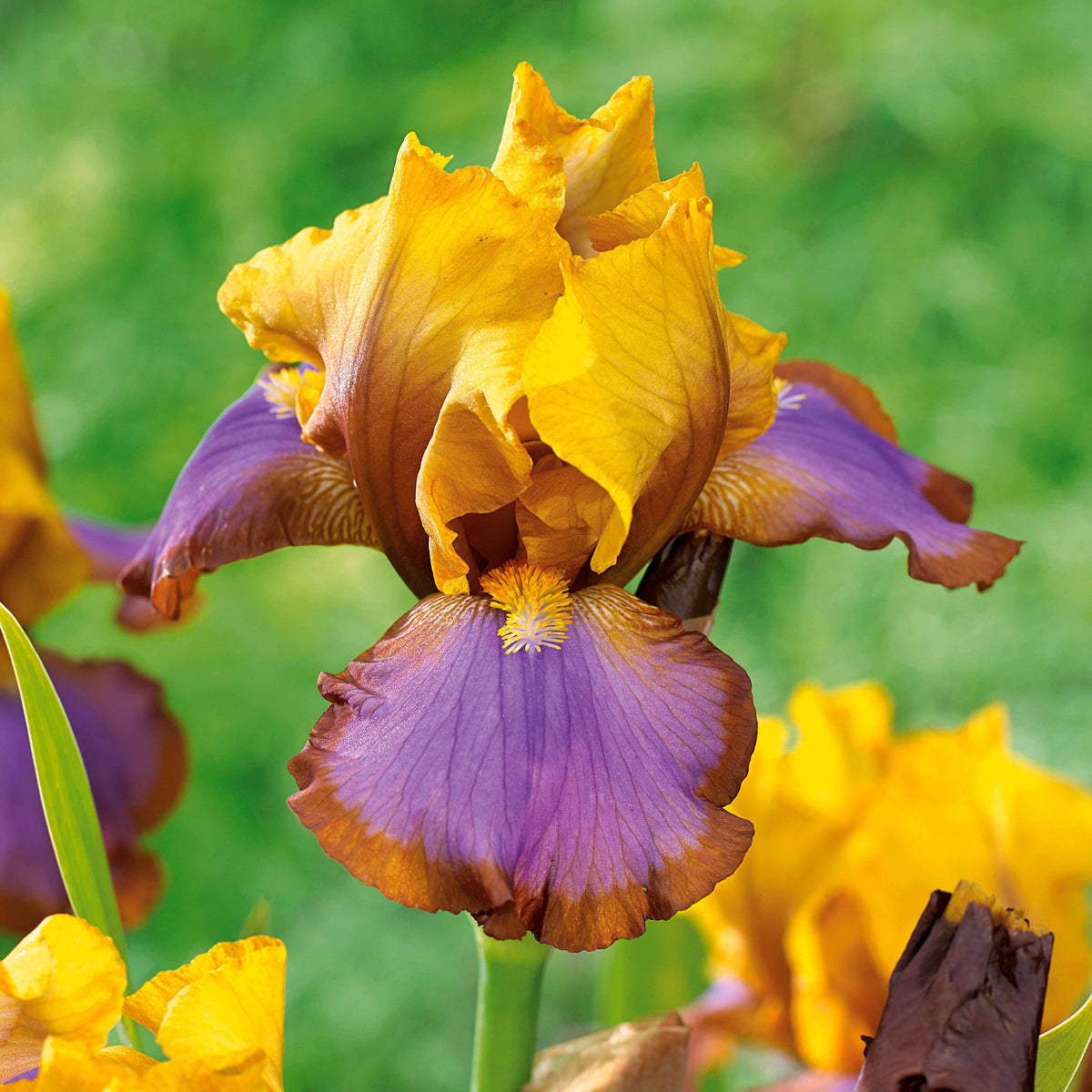 Baardiris 'Brown Lasso' (x2) - Bakker