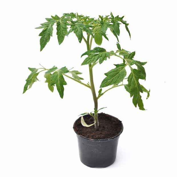 Verkoop Tomaatplanten 'Green Zebra' - Solanum lycopersicum green zebra