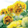 Vlinderstruik 'Sungold' - Buddleja x weyeriana sungold - Vlinderstruiken en bijenplanten