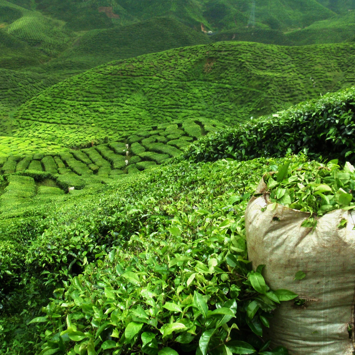 Verkoop Theeplant - Camellia sinensis