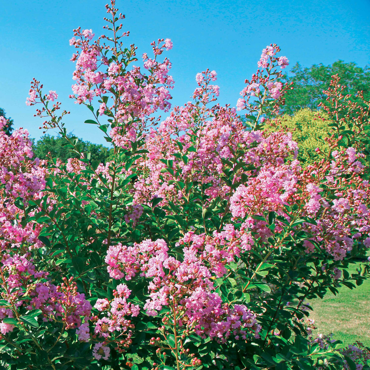 Indische sering - 'Petit Pink' - Bakker