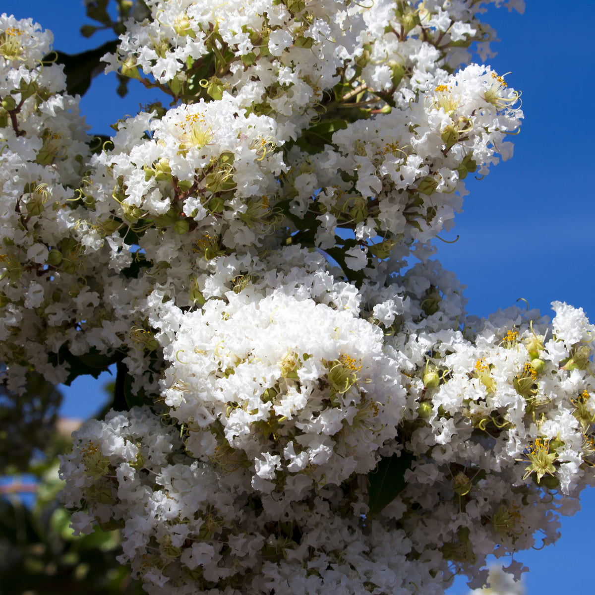 Indische sering - wit - Lagerstroemia indica Neige d'Été - Bakker