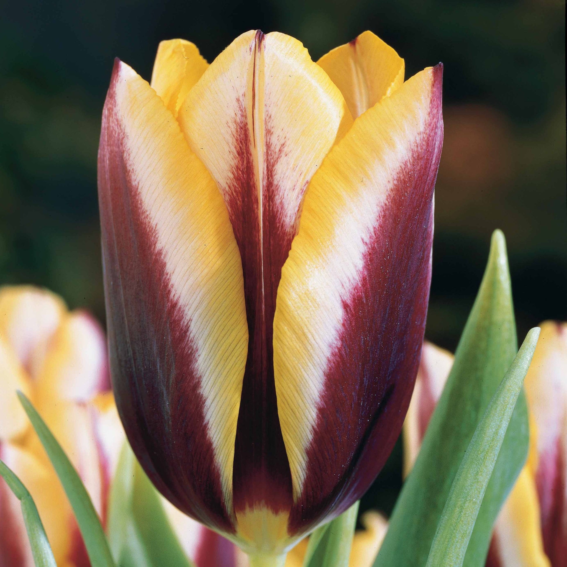 Tulpen 'Gavota' (x10) - Tulipa gavota - Bloembollen
