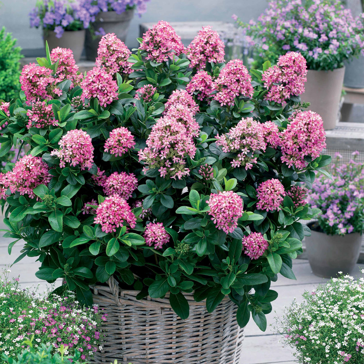 Escallonia 'Pink Elle' - Bakker