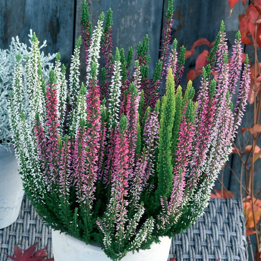 Struikheide - rood + wit + roze (x3) - Bakker