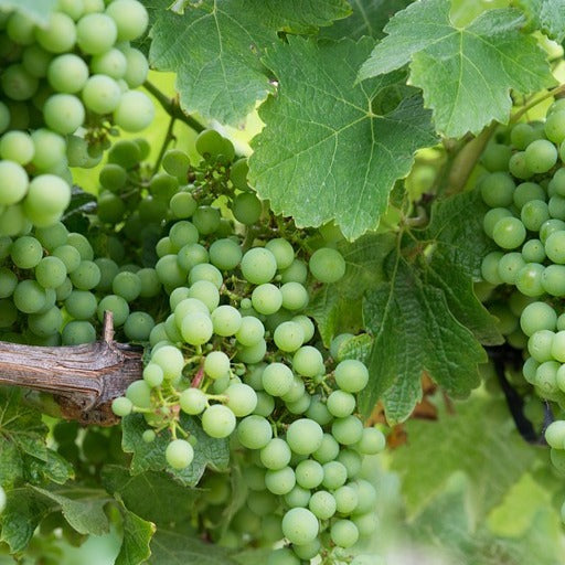 Druif 'Chardonnay' - Vitis vinifera chardonnay - Type fruitbomen