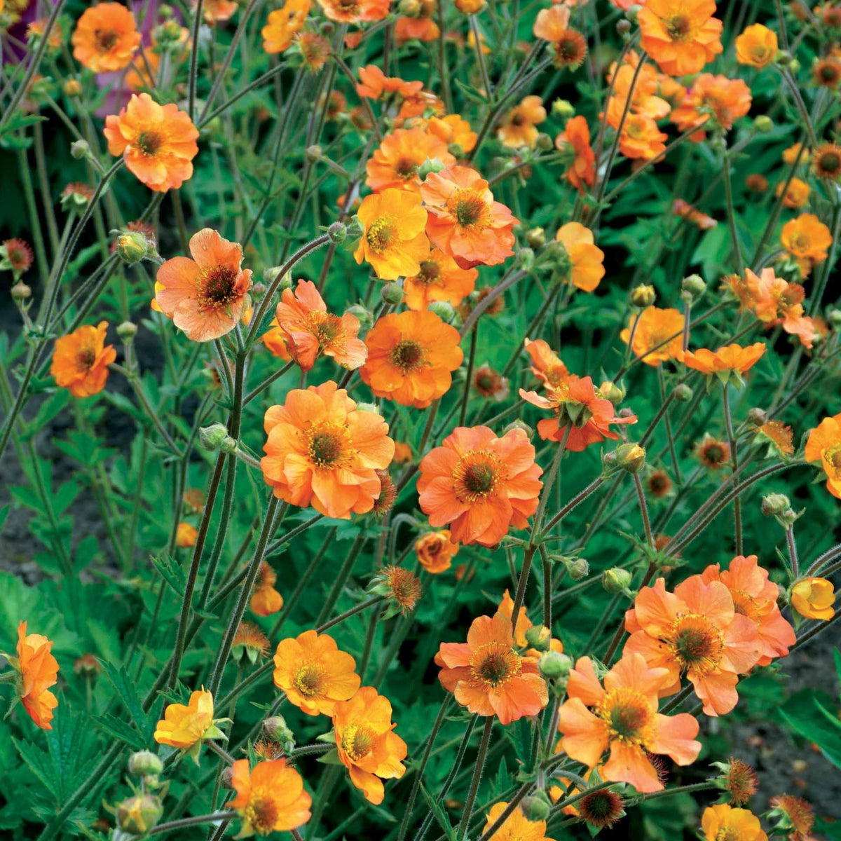 Nagelkruid Totally Tangerine - Geum Totally Tangerine - Bakker