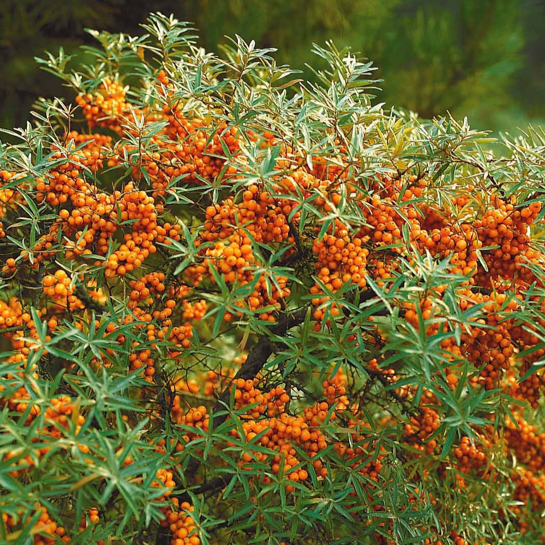 Duindoorn - Hippophae rhamnoides - Bakker