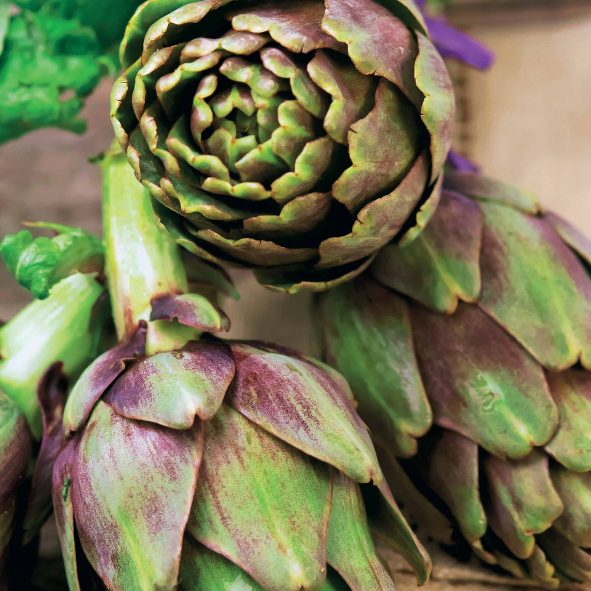 Cynara cardunculus scolymus Violet de Provence - Artisjok 'Violet de Provence' - Artisjok