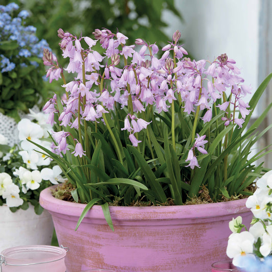 Hyacinthoides gemengd (x10) - Bakker