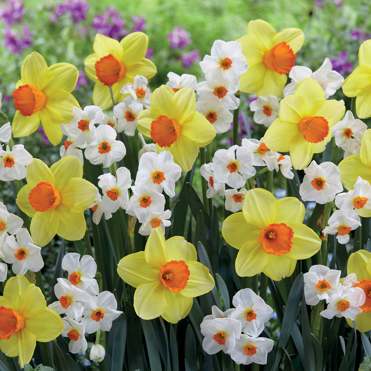 Collectie Narcissen (Red Devon + Geranium) (x16) - Bakker