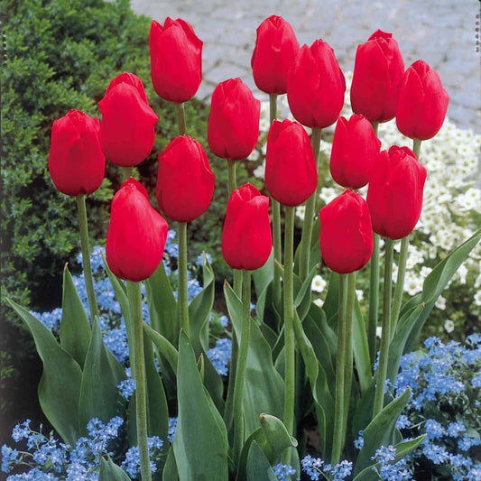 Langstelige tulp rood (x5) - Bakker