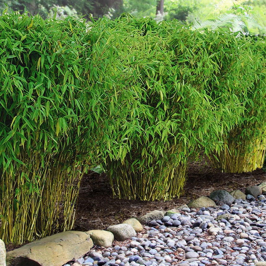 Bamboehaag - Fargesia murielae - Tuinplanten