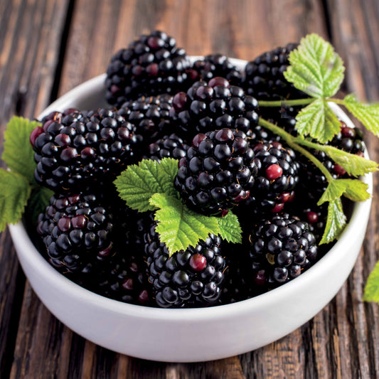 Braam 'Thornless Evergreen' - Bakker