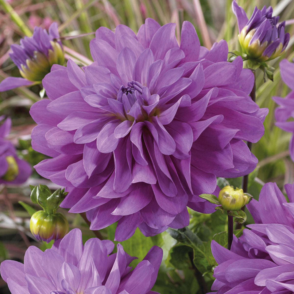 Dahlia 'Bleutiful' (x3) - Bakker