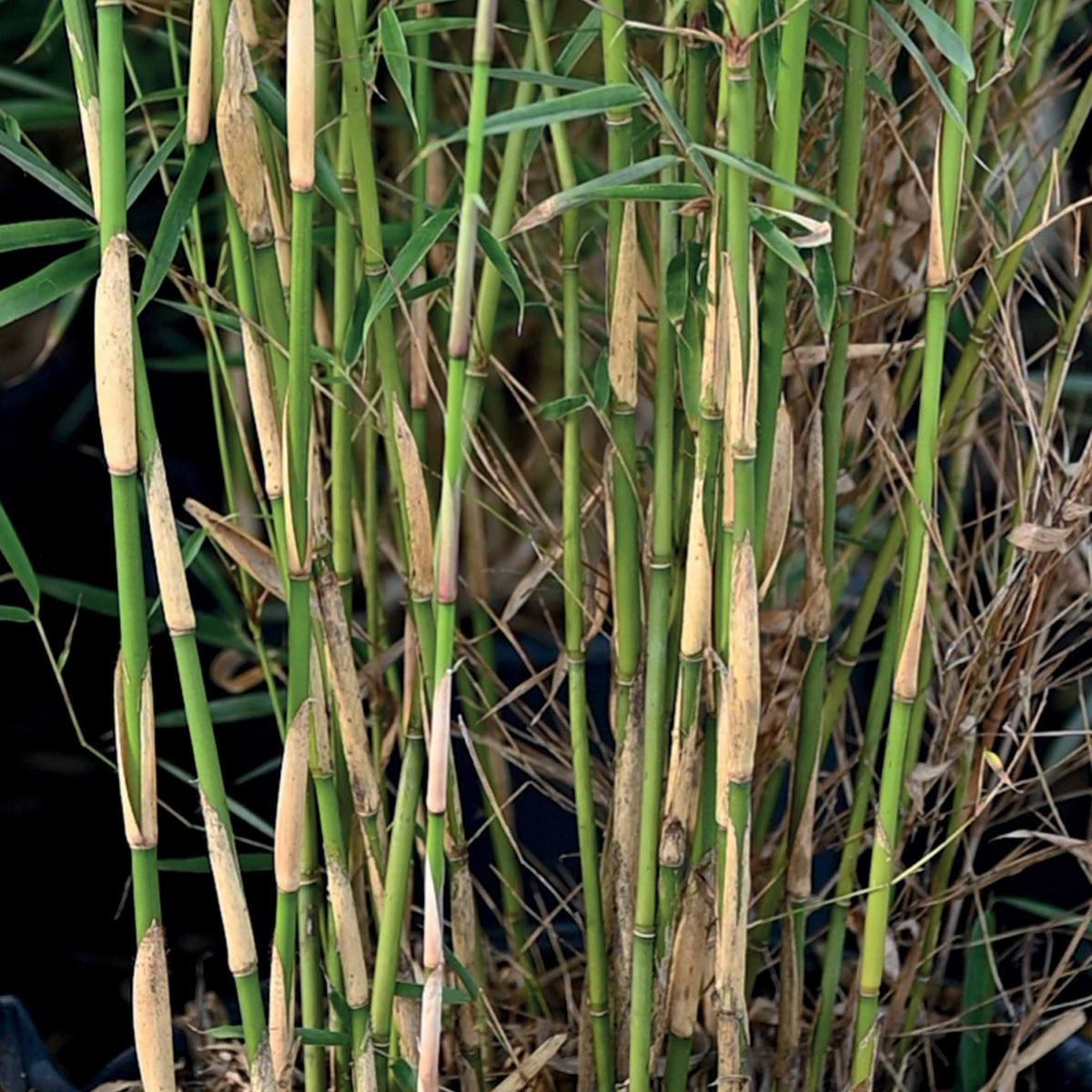 Niet-invasieve bamboe - Bamboe Fargesia 'Campell' - Fargesia robusta Campbell