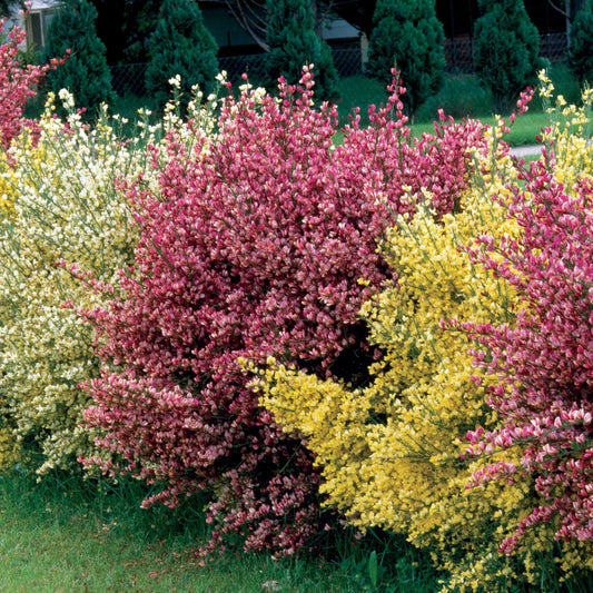 Witte, rode en gele bremhaag (x3) - Cytisus praecox allgold, albus, boskoop ruby - Tuinplanten