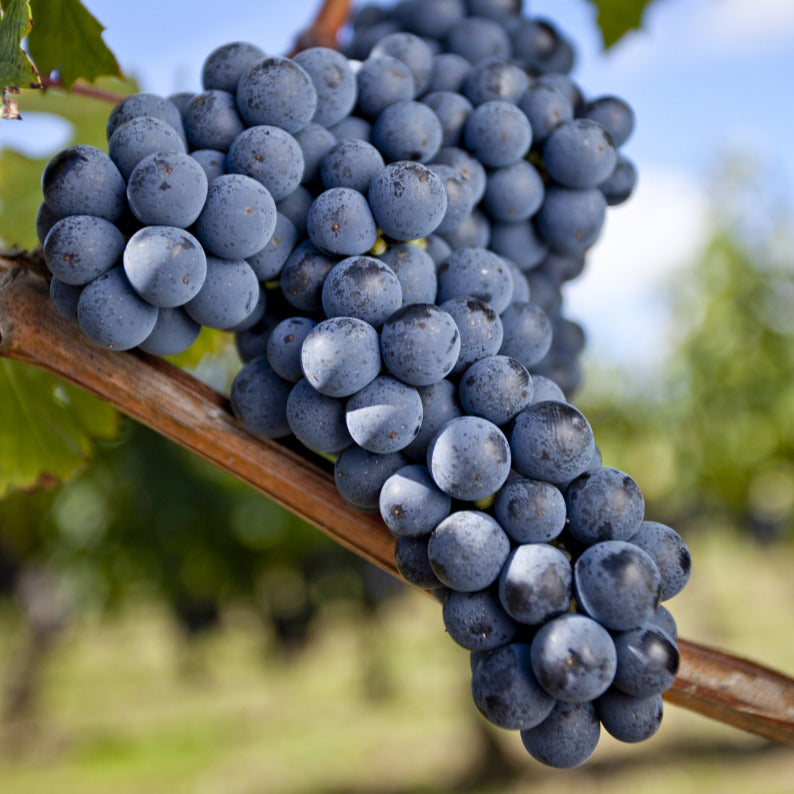 Druif 'Merlot' - Vitis vinifera merlot - Bakker