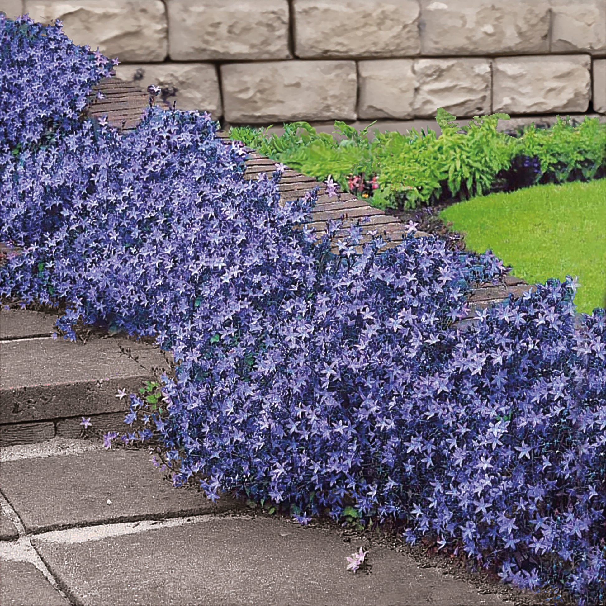 Kruipklokje - Campanula poscharskyana - Bakker